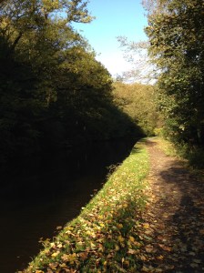 Autumn Leaves on Rodley Canal