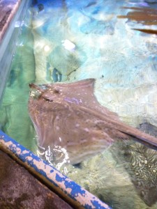 Ray Tank at the Sea Life Centre in Scarborough