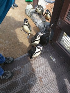 Cameron with the penguins at the Sea Life Centre in Scarborough