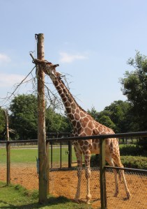 Giraffe at ZSL Whipsnade Zoo