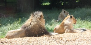 Lions at ZSL Whipsnade Zoo