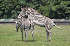 Zebras at ZSL Whipsnade Zoo