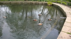 Ducks at Golden Acre Park