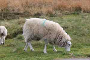 Sheep