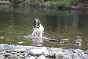 Spaniel enjoying the water at Aysgarth Falls