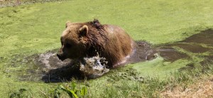 Brown Bear at ZSL Whipsnade Zoo