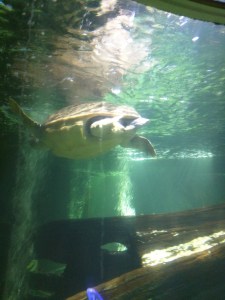 Turtle at the Sea Life Centre in Scarborough