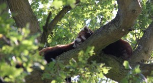 Red Panda at ZSL Whipsnade Zoo