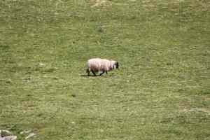 Yorkshire Dales Sheep