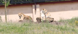 Lions at ZSL Whipsnade Zoo