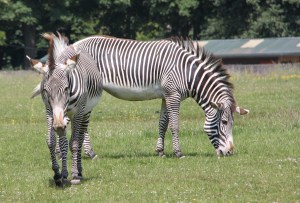 Zebras at ZSL Whipsnade Zoo