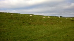 Sheep near Hadrian's Wall