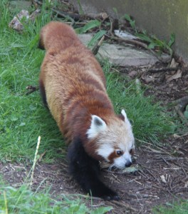 Red Panda at ZSL Whipsnade Zoo