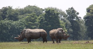 Rhinos at ZSL Whipsnade Zoo