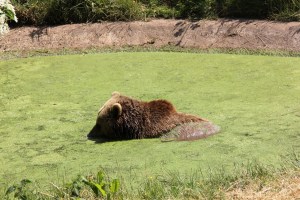 Brown Bear at ZSL Whipsnade Zoo