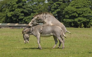 Zebras at ZSL Whipsnade Zoo