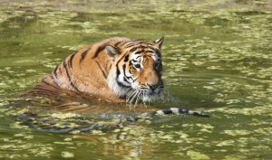 Tiger at ZSL Whipsnade Zoo