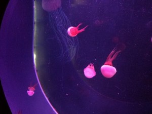 Jellyfish at the Sea Life Centre in Scarborough