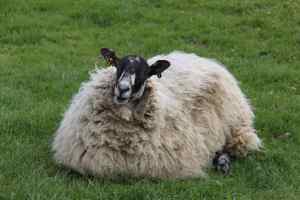 Sheep at Bolton Abbey