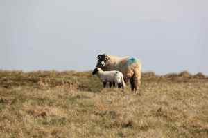 Sheep