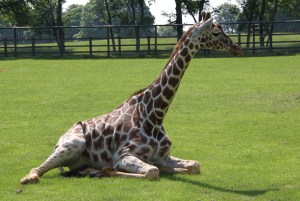 Giraffe at ZSL Whipsnade Zoo