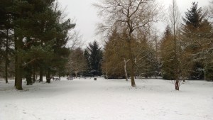Snowy Golden Acre Park