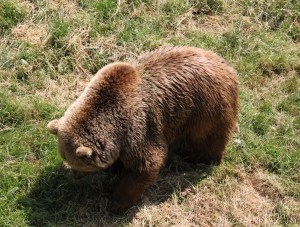 Brown Bear at ZSL Whipsnade Zoo
