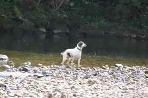 Spaniel enjoying the water at Aysgarth Falls