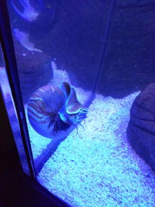 Sea Snail at the Sea Life Centre in Scarborough