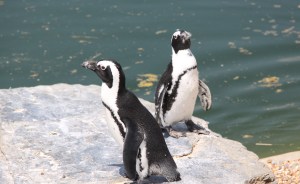 Penguins at ZSL Whipsnade Zoo