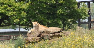 Lions at ZSL Whipsnade Zoo