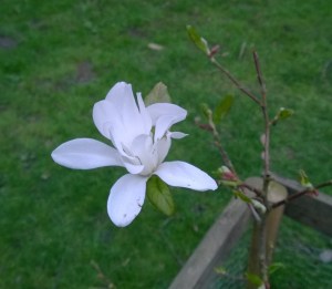 Magnolia at Golden Acre Park