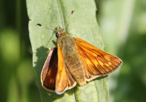 Moth at ZSL Whipsnade Zoo