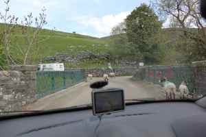 Sheep in the road!