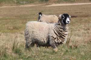 Sheep