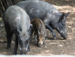 Wart Hogs at ZSL Whipsnade Zoo