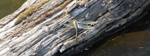 Dragonfly at ZSL Whipsnade Zoo