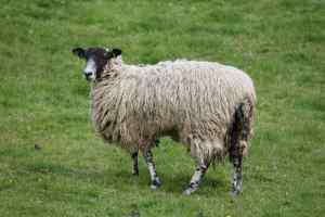 Sheep at Bolton Abbey