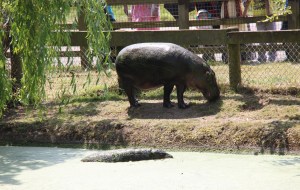 Pygmy Hippos at ZSL Whipsnade Zoo