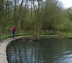 Dogs playing in the water at Golden Acre Park