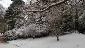 Snowy Golden Acre Park