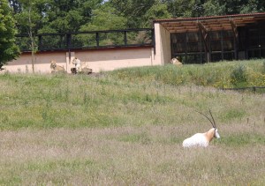 Lions at ZSL Whipsnade Zoo